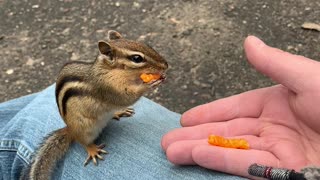 Chippy the chipmunk