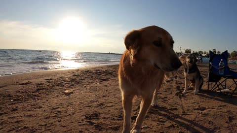 Dogs enjoying the beach