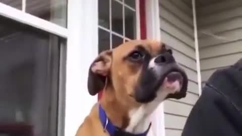 This dog yawns a little different