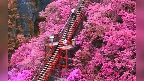 Pretty scene of pink beautiful flowers