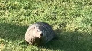 Groundhog Day Feb. 2 Punxsutawney Phil Brother George