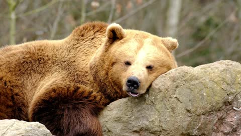 Bear Sleeping on Big Stone