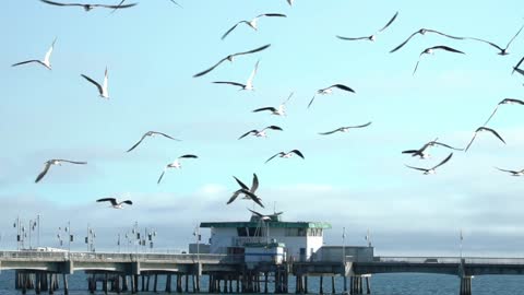 Slow Motion Footage Of The Birds Flying Together