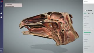 Equine head section & sinus update - 3D Veterinary Anatomy & Learning IVALA