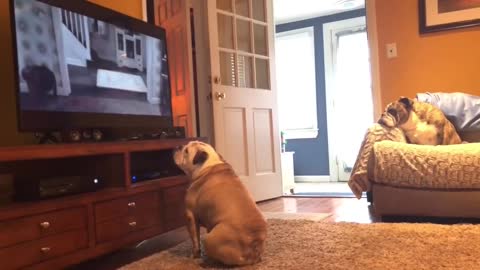 Bulldog Gets BIG Scare During Horror Scene