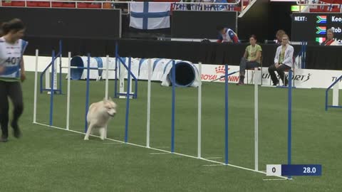 SIMON HUSKY SHOWS HIS AGILITY IN A DOG'S COMPETITION| Smart Dog