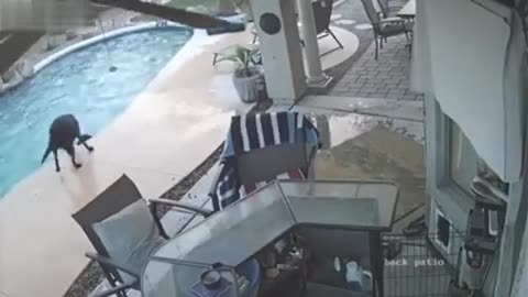 Hero Dog Jumps Into Pool, Saves Dog From Drowning...