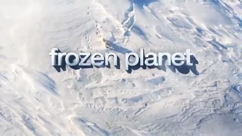 Frozen Planet: How to track a killer whale