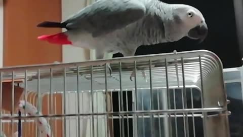 African grey good at heading!