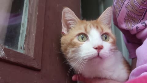 Cat guards front door