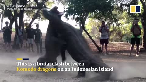 Two huge Komodo dragons fight on Indonesian island