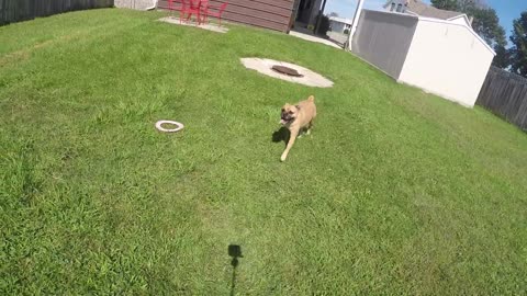 Dogs go crazy for bubbles