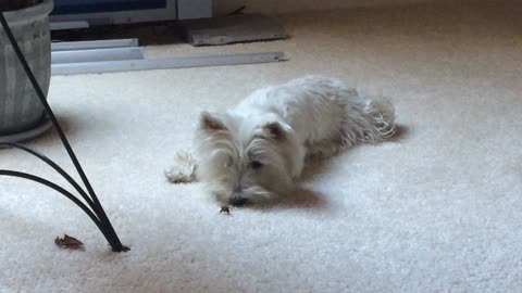 Westie meets a bee and see what happens next