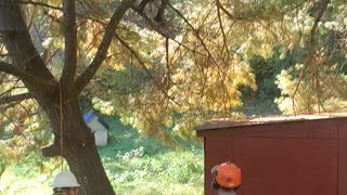 Tree climbing