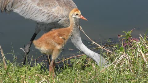 sandhill crane with a chick ,close up