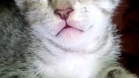 This Cat Looks Like She Didnt Sleep from Ages