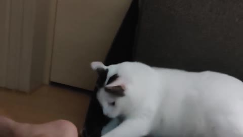 A video of a cat playing with man feet.