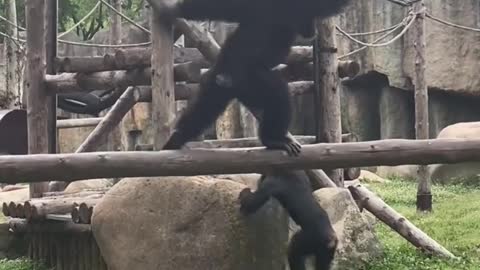 The orangutan is playing music with a bell