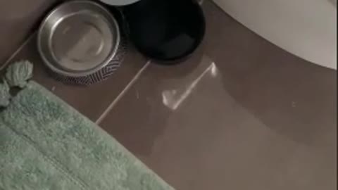 This cat wants to show how his bowl empty