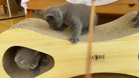 Four Chartreux kittens fighting to win