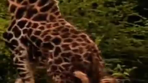 giraffe attacked by lion pride. giraffe attacked by lions