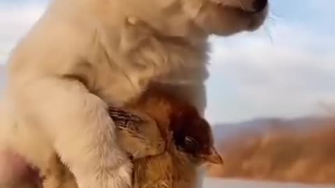 Cute Animals