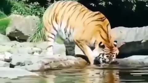 Tiger catch fish in river