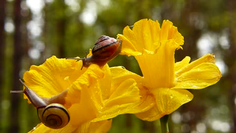 Not everyone knows how to chase a snail in the garden