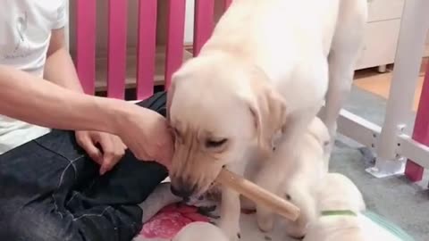 Lovely DOG saves Puppies from HITTING