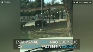 Ursos passeiam por escola na Califórnia