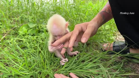 Monkey baby Juno - God bless the beautiful baby 15 days old_Cut.mp4