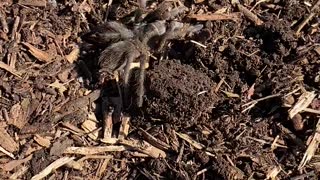 Friendly Tarantula Found Under Foot