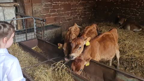 Baby cows at the milkshake farm