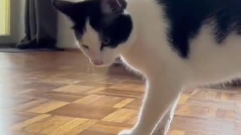 meow animals #meow #animals #cats #dogs #funnyvideo #funnycat