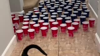 Cats drifting through plastic cups.