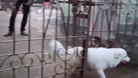 A dog looking for its owner in a wonderful way. A fun scene