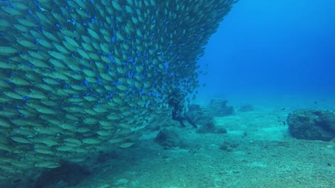 Divers encounter a SEA of Fish (and then capture host of Dolphins!!)