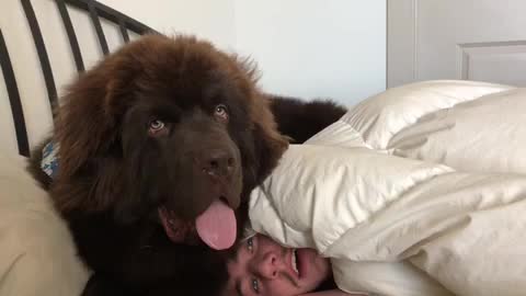 Newfoundland hilariously holds his owner hostage