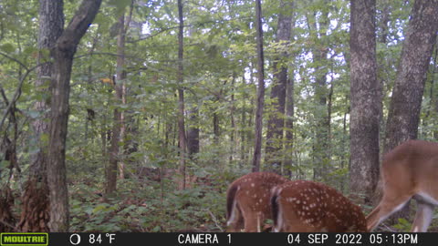 doe and twin fawns