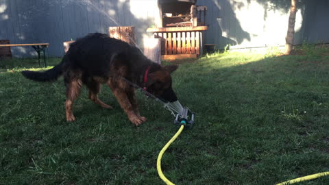 German Shepherd Puppy makes funny noises fighting the water sprinkler