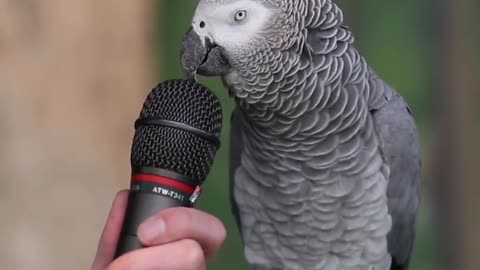 Amazing Video Lets Watch Talking Parrot #Shorts