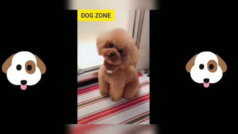 Cute and Funny Puppies Complication🐕