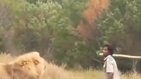 Lion scared by man.😯🔥🤭🤭💪🥺।।