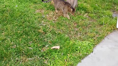 The cat exercises its nails on the tree trunk