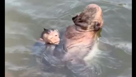 Wow amazing, baby monkey swim with her mother