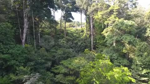 Amazon rainforest 🌲🌴🌴🌴🌲🌴