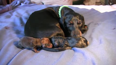 Dachshund 2st puppy birth