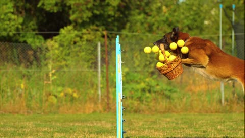 Dog playing