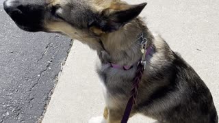 Rescue Dog Howls at Emergency Sirens