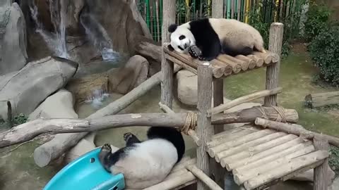 Giant pandas in the National Zoo of Malaysia! 2017